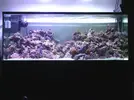 [TodoMarino.com] Mi reef under construction.