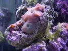 [TodoMarino.com] Mi reef under construction.