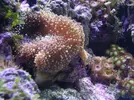 [TodoMarino.com] Mi reef under construction.