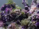 [TodoMarino.com] Mi reef under construction.