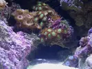 [TodoMarino.com] Mi reef under construction.