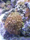 [TodoMarino.com] Mi reef under construction.