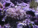 [TodoMarino.com] Mi reef under construction.