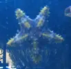 [TodoMarino.com] ESTRELLA DE MAR, pero no se cual!!!!!!! (Fotos)