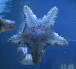 [TodoMarino.com] ESTRELLA DE MAR, pero no se cual!!!!!!! (Fotos)