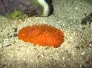 [TodoMarino.com] Reef de All@n