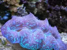 [TodoMarino.com] Preciosas Tridacnas