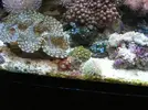 [TodoMarino.com] Preciosas Tridacnas