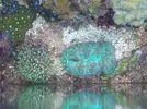 [TodoMarino.com] Preciosas Tridacnas