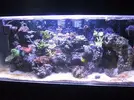 [TodoMarino.com] Reef de All@n