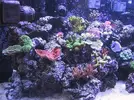 [TodoMarino.com] Reef de All@n