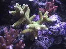 [TodoMarino.com] Reef de All@n