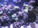 [TodoMarino.com] Reef de All@n