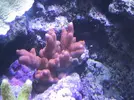[TodoMarino.com] Reef de All@n