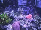 [TodoMarino.com] Reef de All@n