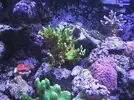 [TodoMarino.com] Reef de All@n