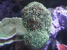 [TodoMarino.com] Reef de All@n