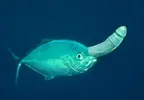 [TodoMarino.com] nueva especie