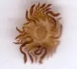 [TodoMarino.com] Bicho desconocido -