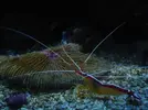 [TodoMarino.com] strombus