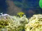 [TodoMarino.com] parazooanthus gracillis (o algo parecido)