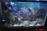 [TodoMarino.com] Caballitos de mar (Sea Horses)