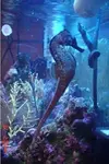 [TodoMarino.com] Caballitos de mar (Sea Horses)