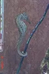 [TodoMarino.com] Caballitos de mar (Sea Horses)
