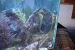 [TodoMarino.com] Caballitos de mar (Sea Horses)