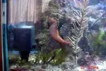 [TodoMarino.com] Caballitos de mar (Sea Horses)