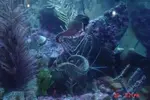 [TodoMarino.com] Caballitos de mar (Sea Horses)