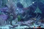 [TodoMarino.com] Caballitos de mar (Sea Horses)