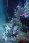[TodoMarino.com] Caballitos de mar (Sea Horses)