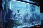 [TodoMarino.com] Caballitos de mar (Sea Horses)