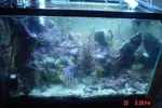 [TodoMarino.com] Caballitos de mar (Sea Horses)