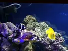 [TodoMarino.com] mi acuario