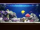 [TodoMarino.com] mi acuario