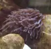 [TodoMarino.com] Cambio unas anemonas por polipos...