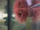 [TodoMarino.com] Cambio unas anemonas por polipos...