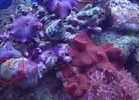 [TodoMarino.com] ID: Bolita indocumentada