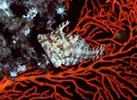 [TodoMarino.com] Arachis Radiatus