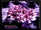 [TodoMarino.com] mi acuario