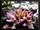 [TodoMarino.com] mi acuario