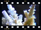 [TodoMarino.com] Dos fotos