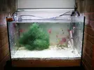 [TodoMarino.com] mi acuario