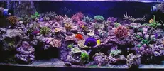 [TodoMarino.com] mi acuario