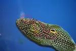 [TodoMarino.com] Le han salido manchas a mi calloplesiops