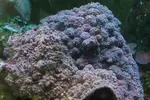 [TodoMarino.com] mi nuevo coral