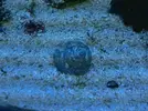 [TodoMarino.com] Caracol dormilon