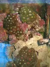 [TodoMarino.com] mis nuevos zoos